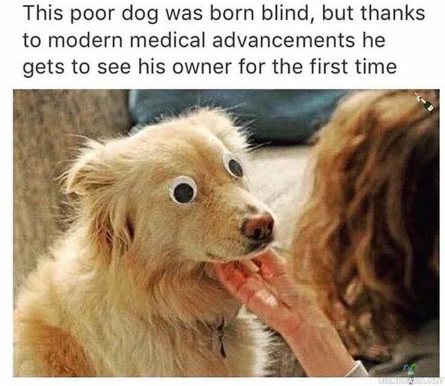 Sokeana syntynyt koira sai uudet silmät - eikö tiede olekin ihmeellistä?