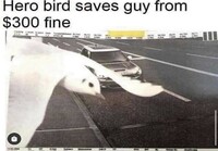 Lintu pelasti