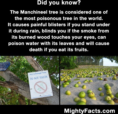 Vaarallinen puu Manchineel - Aikamoinen puolustus tällä kasvilla. 
https://www.youtube.com/watch?v=odQjUiuKhLg