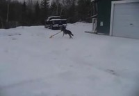 Koira tekee lumitöitä