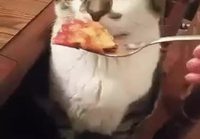 Kissa ilmoittaa mielipiteensä ruuasta