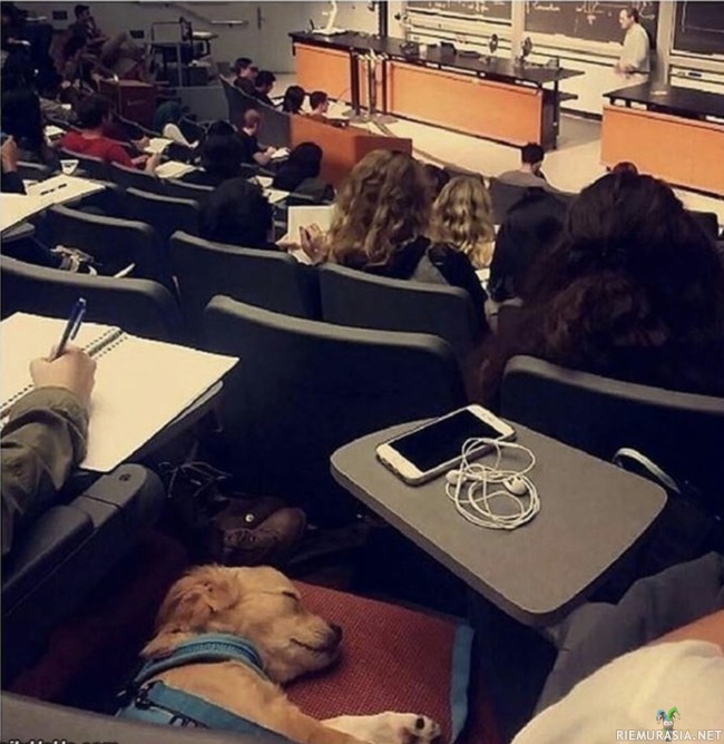 Kaveri nukkui koko fysiikan kokeen ajan - Kaveri oli hieman väsynyt ja nukkui koko kokeen ajan.