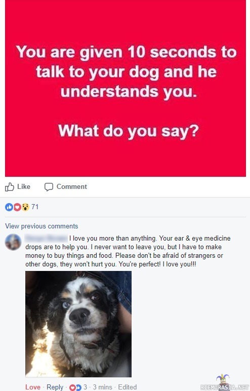 Koiralle puhuminen