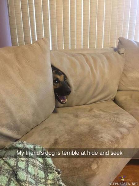Koiran piilopaikka