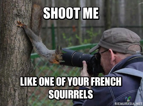 Valokuvauksellinen orava - &quot;Shoot me like one of your French squirrels&quot;