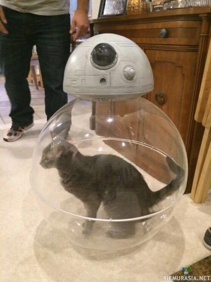 BB-8:n pallon sisus - Kissahan siellä