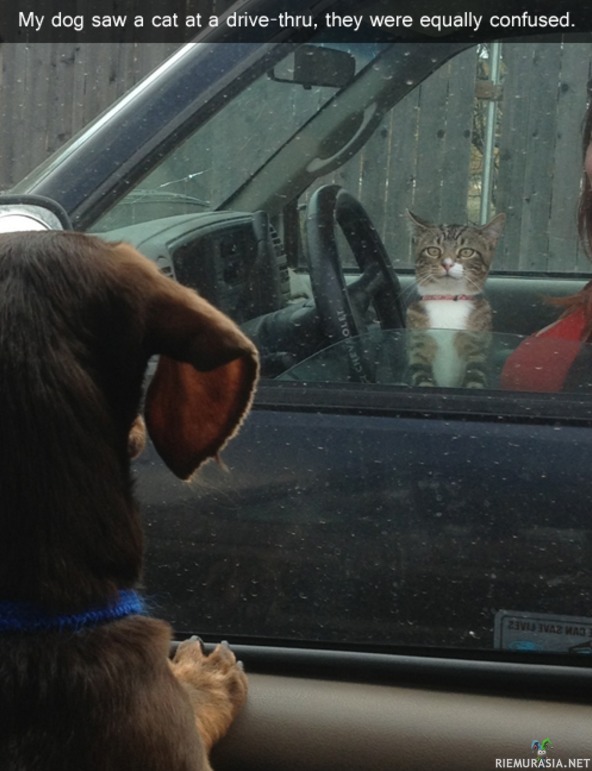 Kissan ja koiran kohtaaminen Drive-thrussa