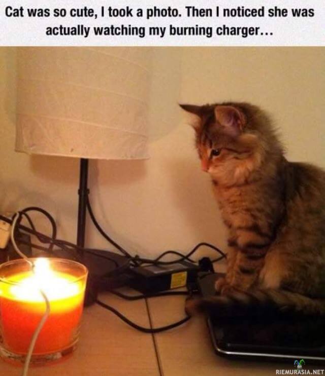Kissa näytti söpöltä - Katsellessaan kun laturin piuha palaa kynttilässä