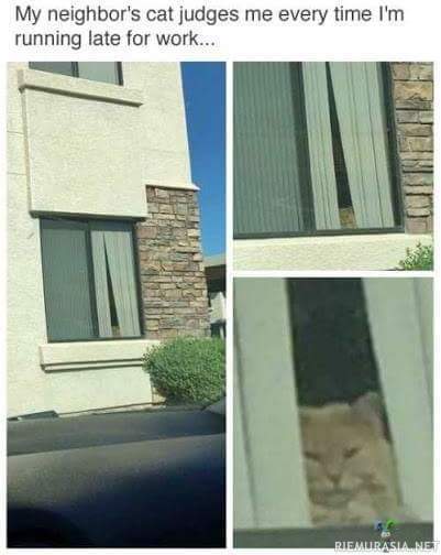 Naapurin kissan tuomitseva katse