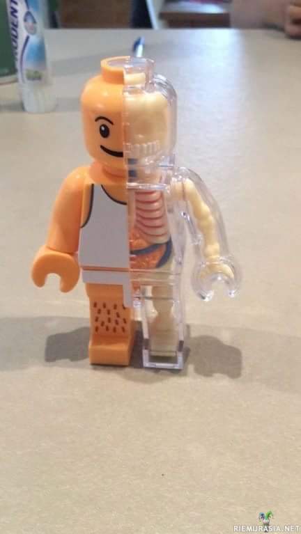 Legoukon anatomiaa