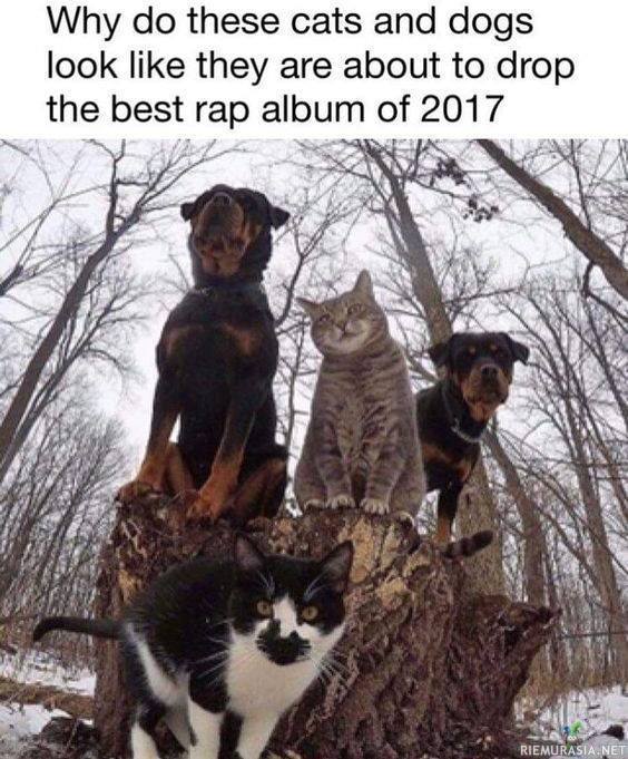 Kissojen ja koirien rap-albumi - kovinta settiä vuoteen 2017