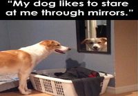 Koira tuijottaa peilistä