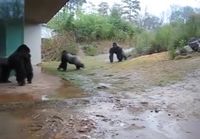Gorillat sateessa