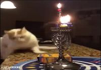 Kissa ja kynttelikkö