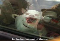 Koira lukitsi ulos autosta