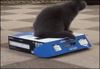 Kissan paketointi