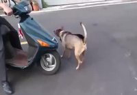 Koira kipuaa skootterin kyytiin