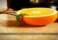 Gekko tykkää appelsiinista