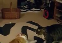 Kissat tappelee