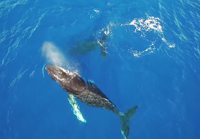 Valaita Havaijilla