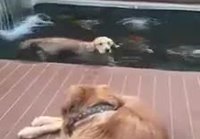 Koira ui kalojen kanssa