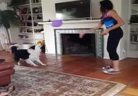 Koiran kanssa pallottelua