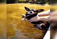 Chihuahua luulee olevansa uimassa