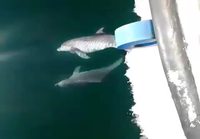 Delfiinit pyörii
