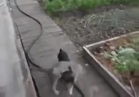 Koira kantaa kissan kotiin
