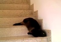 Kissa valuu portaita alas