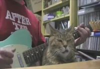 Kissa ja kitaransoittaja