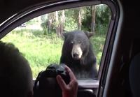 Karhu meinaa nousta autoon kyytiin (ÄÄNIVAROITUS)