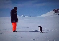 Vihainen pingviini