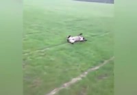 Koira iloitsee märästä kentästä
