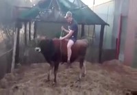 Lehmällä ratsastusta