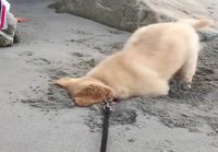 Koiranpentu kaivaa kuoppaa