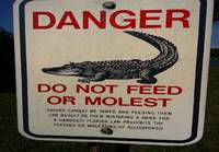 Alligaattoreita ei saa syöttää