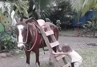 Hevosen selkään tikapuilta