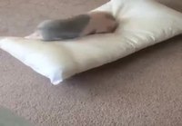 Possu iloitsee tyynystä