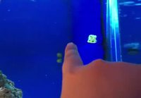Kala seuraa sormea