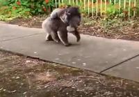 Koalat aamukävelyllä