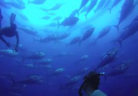 Snorklaamista tonnikalojen keskellä