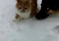 Kissalle lumet naamalle