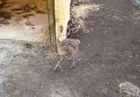 Emunpoikasten danceoff 