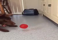 Koira nappaa pallon 