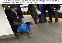 Koirat ja New Yorkin metro