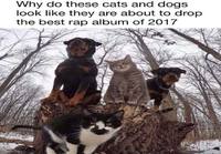 Kissojen ja koirien rap-albumi