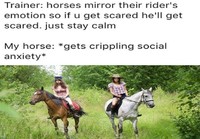 Hevonen vaistoaa tunteesi