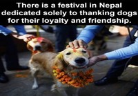 Nepalilainen juhla koirille