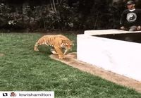 Tiikerin säikäyttelyä